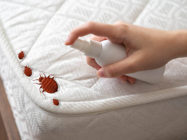 Reliable Maricopa, CA Pest Control Solutions